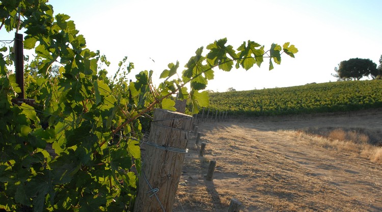 Aerial view of sustainable vineyard.