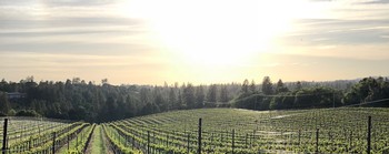Dine In The Vines