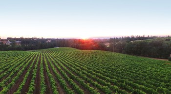Dine In The Vines May 10